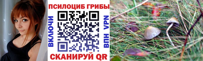 Купить закладки  Острогожск  Псилоцибиновые грибы Cubensis 